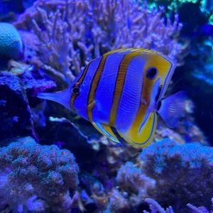 Meet your Posher, Julia